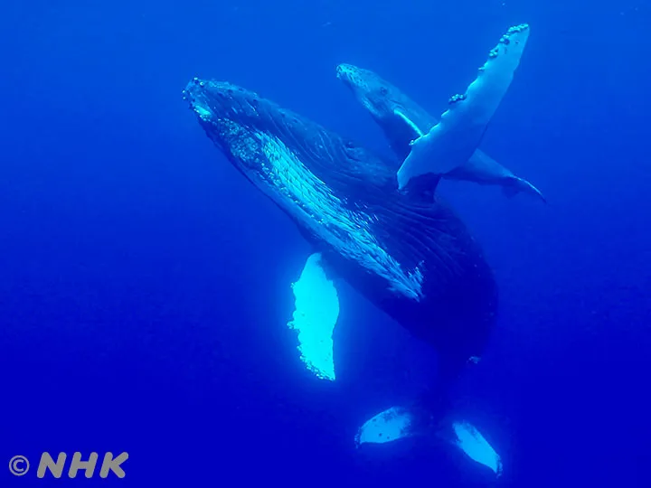 さわやか自然百景、鹿児島・沖永良部島の海